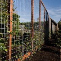 Zetten Gaasscherm voor Hedera planten