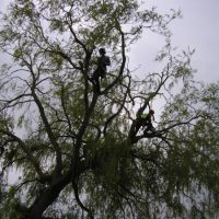Groot onderhoud bomen