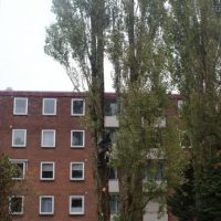 Populieren verwijderd Sliedrecht