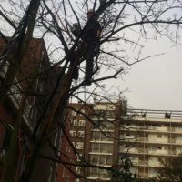 Parktuin onderhoud
